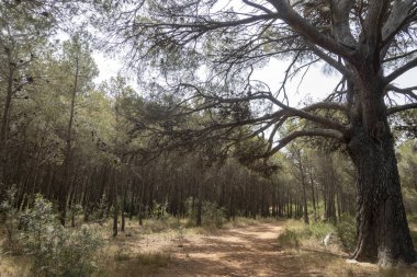 San Mateo üzerinden ağustos yolu Yolu