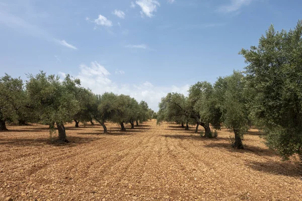 Strada dell'agosto che attraversa San Mateo — Foto Stock