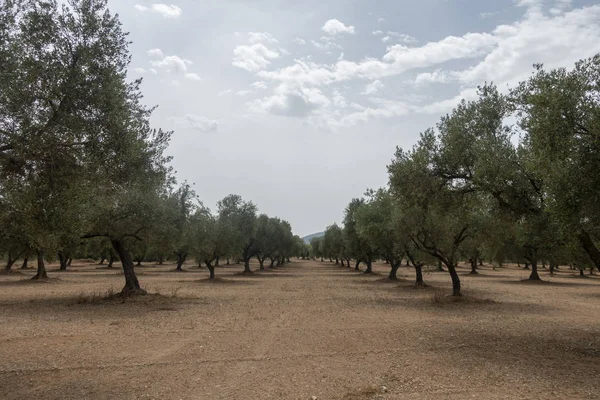 Strada dell'agosto che attraversa San Mateo — Foto Stock