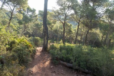 Castellon las palmas çölünün doğal parkı
