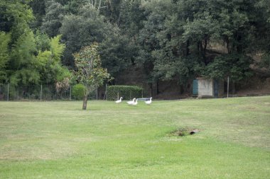 Olot'un leş yolunun yeşil yolu