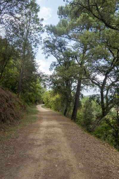 La via verde del sentiero carrabile di Olot — Foto Stock