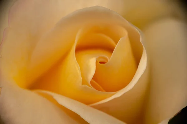 Une Belle Grande Rose Blanche Dans Jardin Espagne — Photo