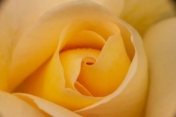 Ένα Ωραίο Μεγάλο Λευκό Τριαντάφυλλο Στον Κήπο Ισπανία — Φωτογραφία Αρχείου
