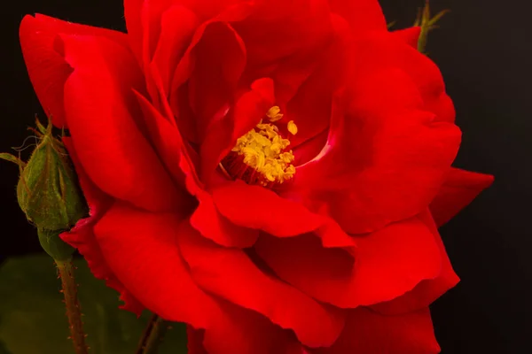 Een Mooie Grote Rode Roos Tuin Spanje — Stockfoto