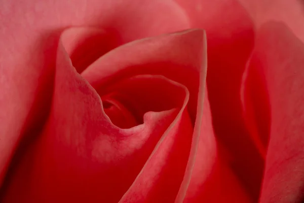 Une Belle Grande Rose Rouge Dans Jardin Espagne — Photo