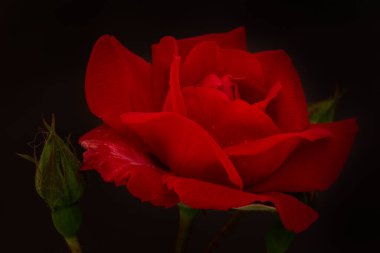 Siyah arka planda güzel kırmızı bir gül, Macro.