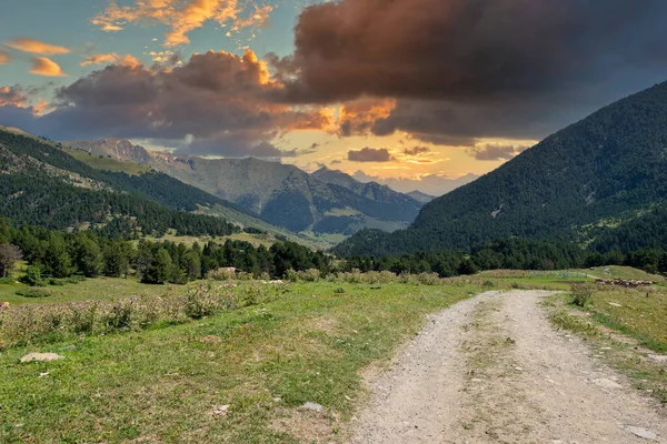 Kühe Auf Der Straße Von Montgarri Tal Von Aran Spanien — Stockfoto