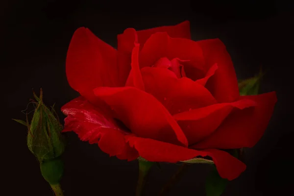 Uma Rosa Vermelha Bonita Fundo Preto Macro — Fotografia de Stock