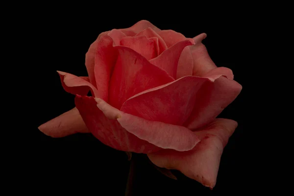 Une Jolie Rose Rouge Sur Fond Noir Macro — Photo