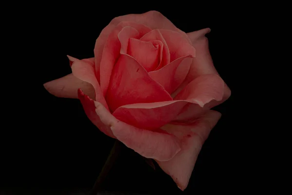 Uma Rosa Vermelha Bonita Fundo Preto Macro — Fotografia de Stock