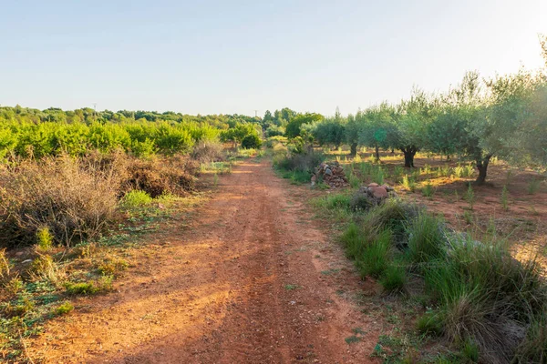 Gündoğumu Camino de Santiago boyunca ve Augusta de Castellon üzerinden, İspanya