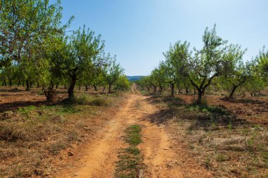 İspanya, Castellon 'dan geçerken Ağustosun manzarası