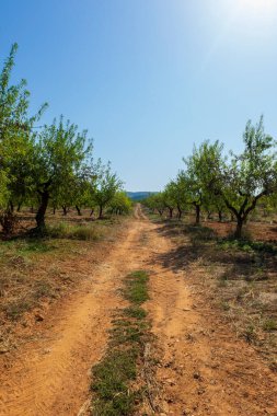 İspanya, Castellon 'dan geçerken Ağustosun manzarası