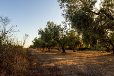 İspanya, San Mateu 'da günbatımında sakin bir manzara