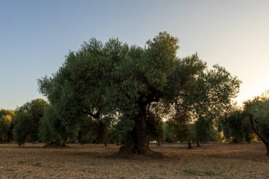 İspanya, San Mateu 'da günbatımında sakin bir manzara