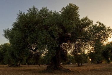 İspanya, San Mateu 'da günbatımında sakin bir manzara