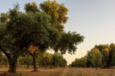 İspanya, San Mateu 'da günbatımında sakin bir manzara