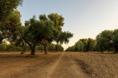 İspanya, San Mateu 'da günbatımında sakin bir manzara