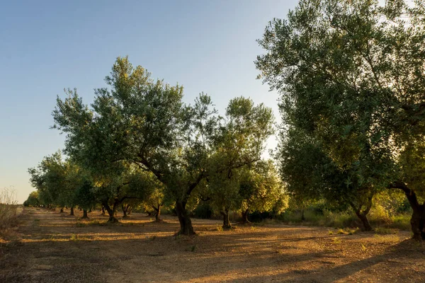 İspanya, San Mateu 'da günbatımında sakin bir manzara