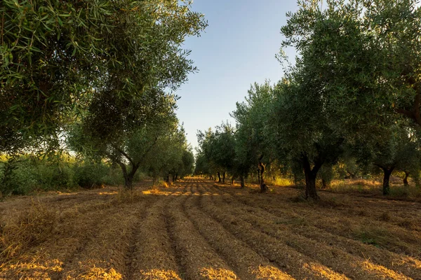 İspanya, San Mateu 'da günbatımında sakin bir manzara