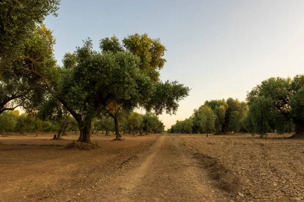 Ruhige Szene Bei Sonnenuntergang San Mateu Spanien lizenzfreie Stockfotos