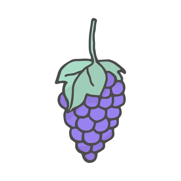 Ilustración de uvas dibujadas a mano. Ilustración vectorial aislada sobre fondo blanco . — Vector de stock