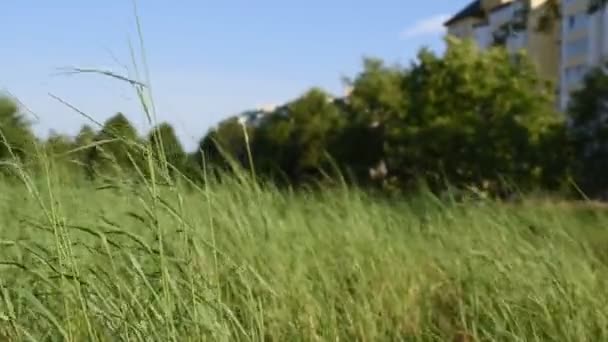 Grüne Wiese und blauer Himmel im Frühling — Stockvideo