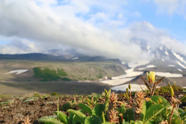 Flores Ladera Del Volcán Avachinsky Kamchatka Rusia —  Fotos de Stock