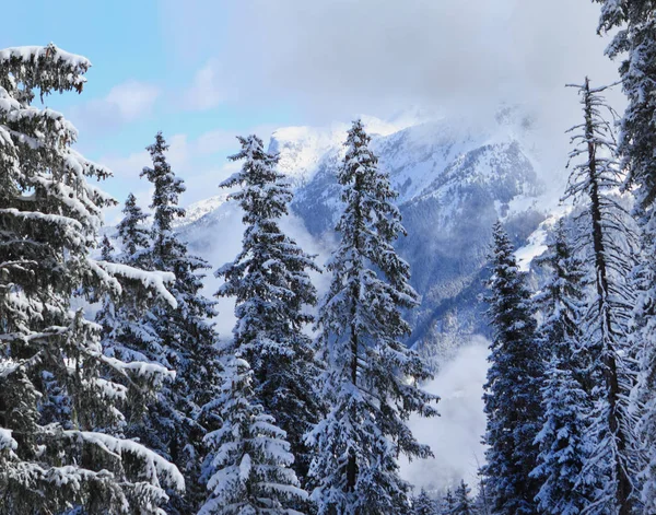 Chmury Lesie Iglastych Alpach — Zdjęcie stockowe