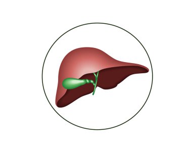 İnsan karaciğer ve safra kesesi beyaz zemin üzerine anatomik yapısı 