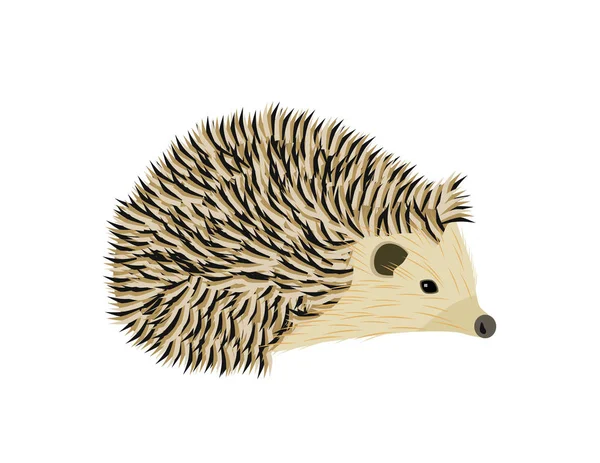 Cute Cartoon Hedgehog Isolated White Background — Stock Vector