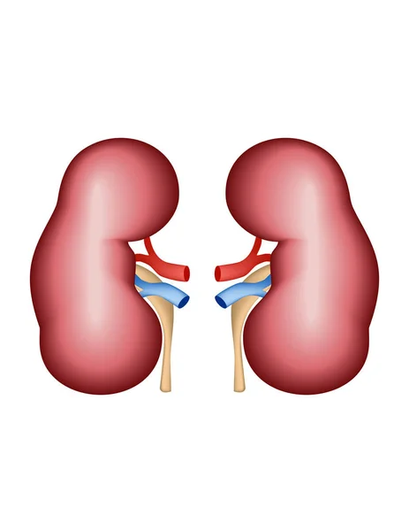 Vista Cerca Los Riñones Con Arterias Aisladas Sobre Fondo Blanco — Vector de stock