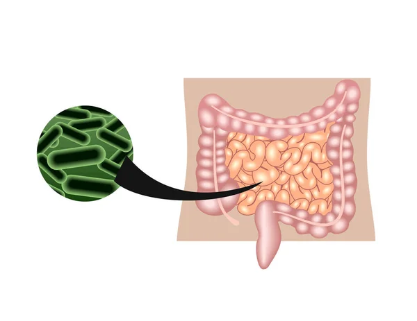 Acțiunea Intestinelor Umane Probioticelor Izolate Alb — Vector de stoc