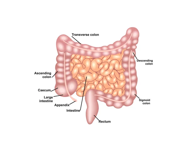 insan sindirim sistemi üzerinde beyaz izole anatomisi 
