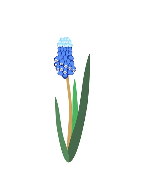 Vista Cerca Hermosa Flor Muscari Azul Flor Aislado Blanco — Archivo Imágenes Vectoriales