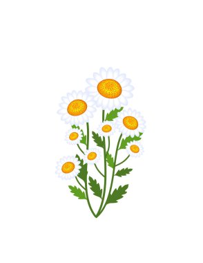 Daisies flowers isolated decor clipart