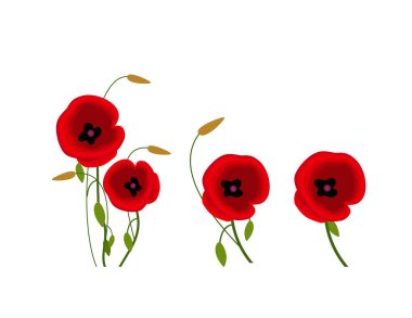 Beyaz arka plan üzerinde haşhaş çiçekleri