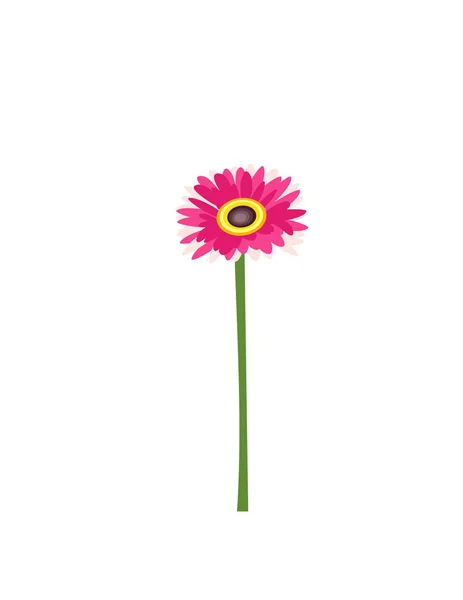 Gerbera Fleurs Sur Fond Blanc — Image vectorielle