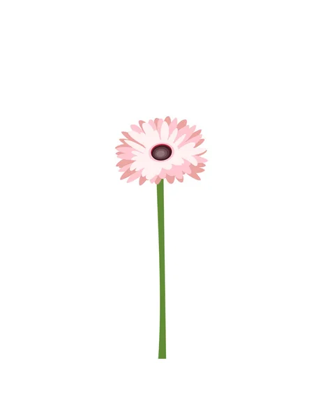 Gerbera Flores Fundo Branco — Vetor de Stock