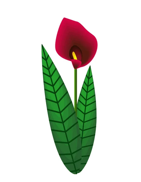 Flores Lirios Calla Sobre Fondo Blanco — Vector de stock