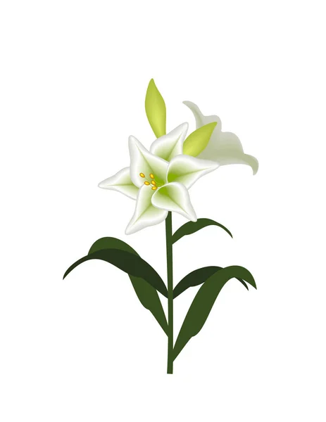 Lily Witte Achtergrond — Stockvector