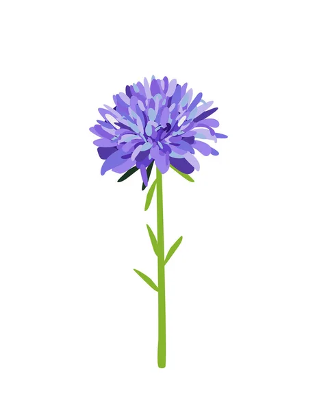 Aster Fleur Sur Fond Blanc — Image vectorielle