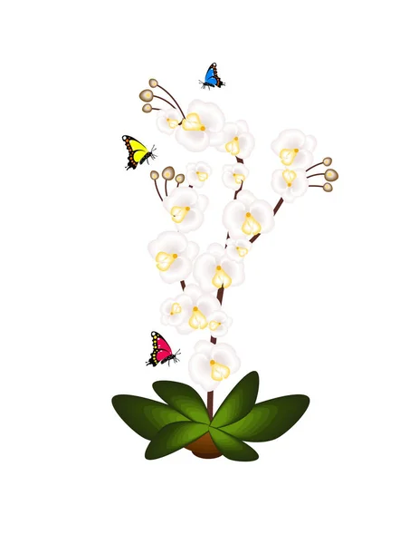 Orchidee Bloem Witte Achtergrond — Stockvector