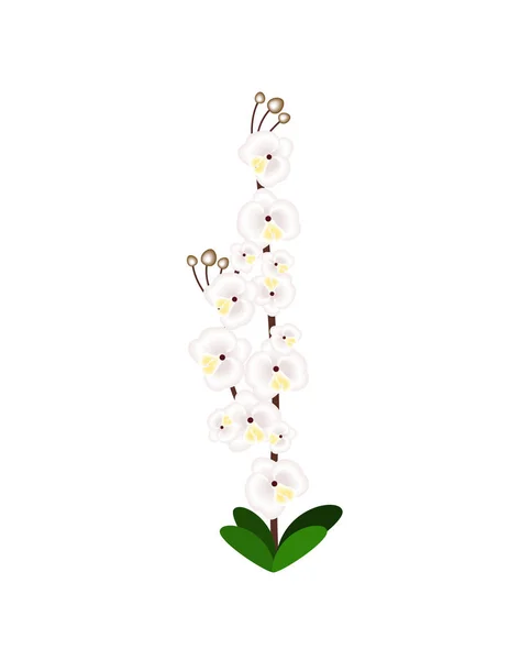 Orkidé Blomma Vit Bakgrund — Stock vektor