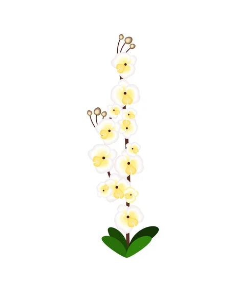 Flor Orquídea Fundo Branco — Vetor de Stock