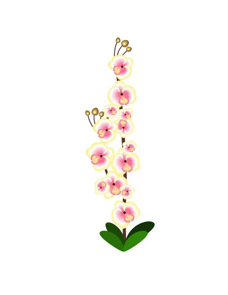 Orchidea Virág Fehér Háttér — Stock Vector