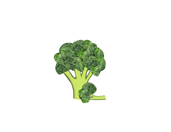 Cavolo Broccoli Sfondo Bianco — Vettoriale Stock