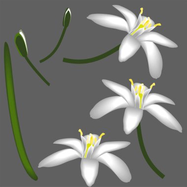 Primroses çiçekler beyaz dekor izole