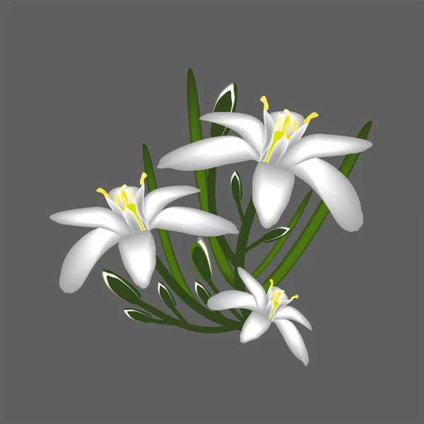 Primroses flowers white decor isolated